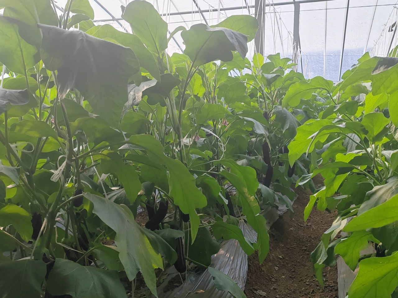 1730280642135383.jpg 6.jpg